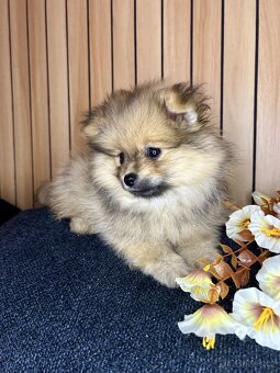 Štěňátka pomeranian bez PP - 9