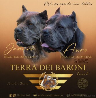 Cane corso s PP - 9