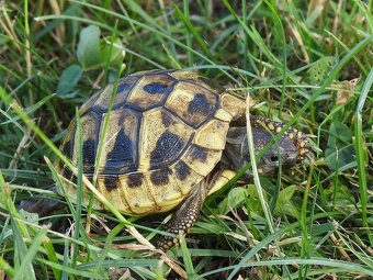 Malé suchozemské želvy - 9