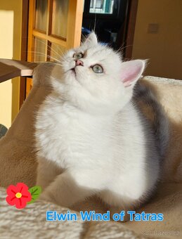 Britský kocúrik - 9