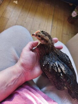 Nasadová vajíčka - 9