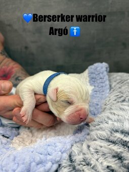 American bully XL/XXL s PP - 9