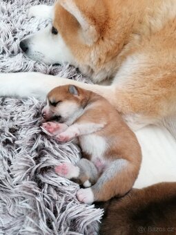 Akita inu s PP - 9