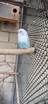 Andulky vlnkované - 9