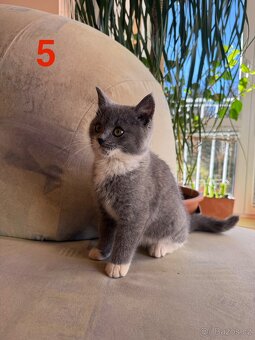 Modrá britská koťátka - 9