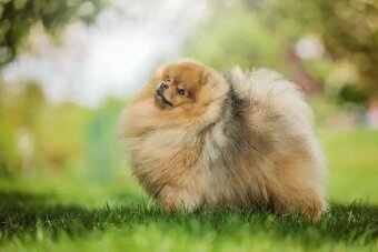 Německý špic trpasličí/Pomeranian 3 kluci - 9