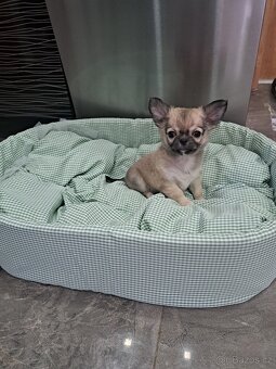 Čivava Mini pejsci - 9