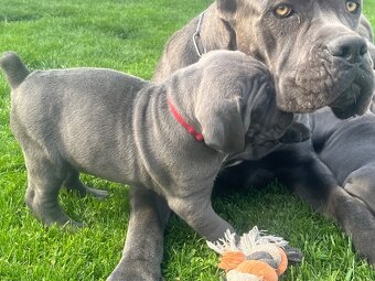 Cane Corso s PP - 9