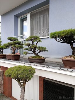 Borovice lesní (Pinus sylvestris) bonsai - 9