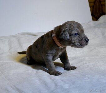 Louisianský leopardí pes s PP - 9