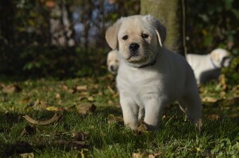 🐾 Labradorský retrívr s PP – štěňátka k odběru ihned 🐾 - 9