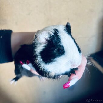 Prodám morčata 2 samci - 9