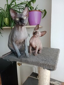 Kanadský sphynx - 9