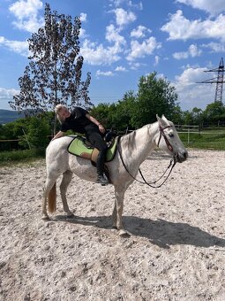 Prodám hodného valacha QH - 9