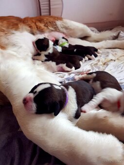 Bernardýni s PP - 9