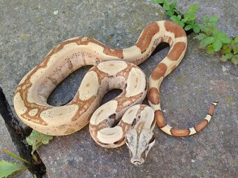Boa imperator - Aztec Anery het VPI, VPI Jungle Aztec - 9