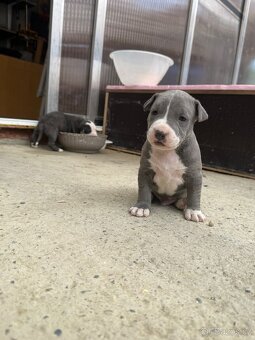 Americký stafordšírský Teriér, Staford, Amstaff, AST - 9