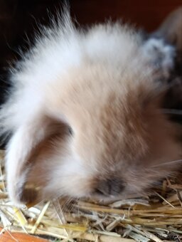 Zakrslí králíčci, lvíček, minilop - 9