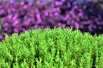 Jupiter 37A 3,5/135mm  M42 TOP STAV - 9