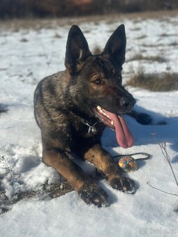 Německý ovčák - štěňátka s PP - 9