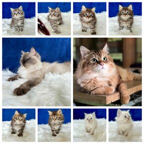 Sibiřská kočka - Něvská maškaráda s PP - kocourek Arthas - 9