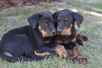 Štěňátko Beauceron s PP - 9