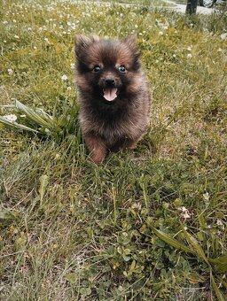 Pomeranian bez pp - 9