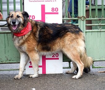 TALINN - NAJDE KONEČNĚ POHLAZENÍ A LÁSKU SVÝCH PÁNEČKŮ - 9