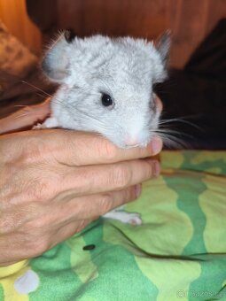 Činčila-Rezervace do 1.11. - 9