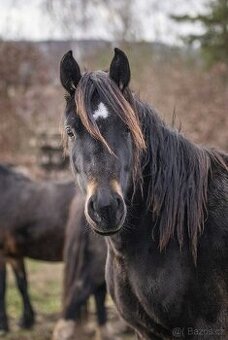 REZERVACE- Welsh Cob klisna 3 roky - 9