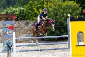 Welšký sportovní pony - 9