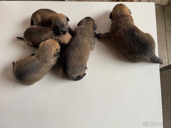 Belgický ovčák - 9
