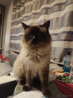 Ragdoll - 9