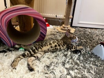 Bengálská kočka - 9