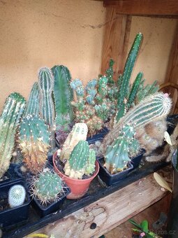 Sbírka kaktusů - 9