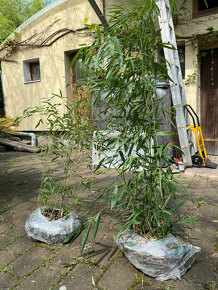 Bambusy -  sazenice + protikořenová folie - 9