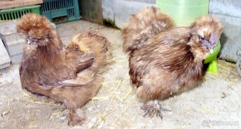 Hedvábnička velká vousatá - EU - 9