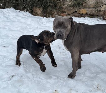 American Bully XL - Black Trindle - 9