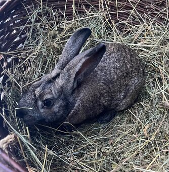 Nabízím králíky - 9