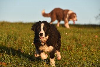 Border kolie s PP - 9