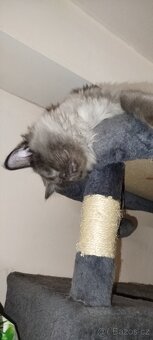 Mainská mývalí bez pp - 9