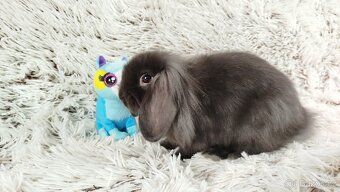 Zakrslý beránek, králíček,králík - MATTY A MENY - 9