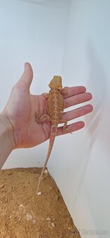 Agama vousatá - pogona vitticeps - 9