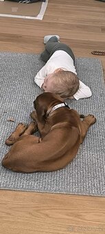 Šteniatko Rhodesian Ridgeback - 9