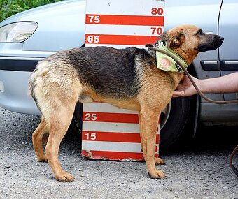 GRATO K ADOPCI - 2 ROKY, USMĚVAVÝ, MILÝ,ODDANÝ - 9