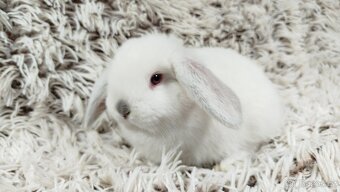 Zakrslý beránek, králíček, králík - MOLLY A MATEO - 9