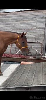 Prodám valacha na rekreaci pro 1 člověka - 9