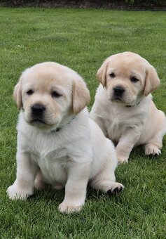 Štěňátka labradora s PP - 9