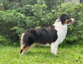 Australský ovčák -štěňátka s PP - 9