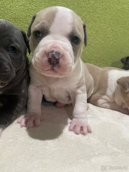 Americký stafordšírsky teriér - 9